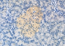 Invitrogen INSL5 Polyclonal Antibody 100 &mu;L; Unconjugated:Antibodies,