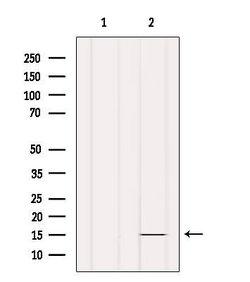 Invitrogen INSL5 Polyclonal Antibody 100 &mu;L; Unconjugated:Antibodies,