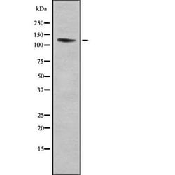 Invitrogen ITGA11 Polyclonal Antibody 100 &mu;L; Unconjugated:Antibodies,