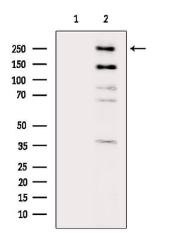 Invitrogen KDM5A Polyclonal Antibody 100 &mu;L; Unconjugated:Antibodies,