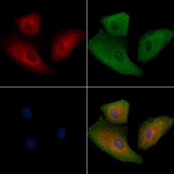 Invitrogen Keratin 32 Polyclonal Antibody 100 &mu;L; Unconjugated:Antibodies,