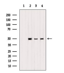 Invitrogen Keratin 32 Polyclonal Antibody 100 &mu;L; Unconjugated:Antibodies,