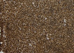 Invitrogen MAGEE1 Polyclonal Antibody 100 &mu;L; Unconjugated:Antibodies,