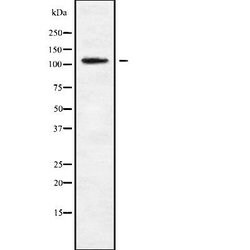 Invitrogen MAGEE1 Polyclonal Antibody 100 &mu;L; Unconjugated:Antibodies,