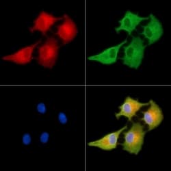 Invitrogen MAGEF1 Polyclonal Antibody 100 &mu;L | Buy Online | Invitrogen&trade; | Fisher Scientific