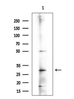 MYL6B Polyclonal Antibody 100 &mu;L | Buy Online | Thermo Scientific | Fisher Scientific