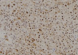 Invitrogen MOZ Polyclonal Antibody 100 &mu;L; Unconjugated:Antibodies,