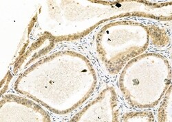 Invitrogen MOZ Polyclonal Antibody 100 &mu;L; Unconjugated:Antibodies,