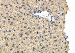 Invitrogen MOZ Polyclonal Antibody 100 &mu;L; Unconjugated:Antibodies,