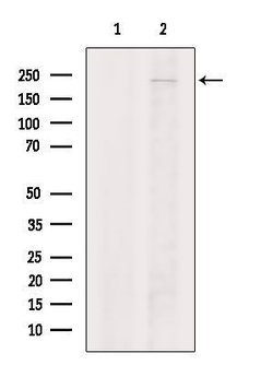 Invitrogen MOZ Polyclonal Antibody 100 &mu;L; Unconjugated:Antibodies,