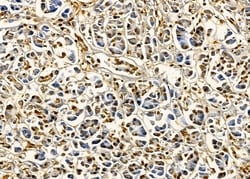Invitrogen NFAM1 Polyclonal Antibody 100 &mu;L; Unconjugated:Antibodies,