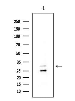 Invitrogen NFAM1 Polyclonal Antibody 100 &mu;L; Unconjugated:Antibodies,