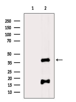 Invitrogen PDCD2 Polyclonal Antibody 100 &mu;L; Unconjugated:Antibodies,