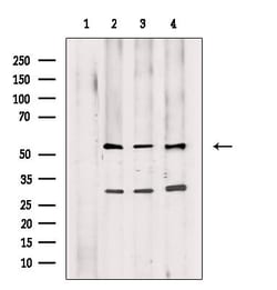 Invitrogen PDCD7 Polyclonal Antibody 100 &mu;L; Unconjugated:Antibodies,