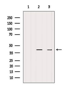 Invitrogen PDCD2L Polyclonal Antibody 100 &mu;L; Unconjugated:Antibodies,