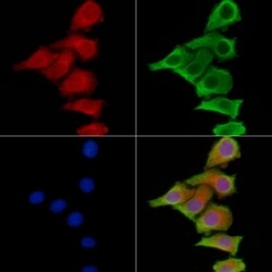 Invitrogen PLCH2 Polyclonal Antibody 100 &mu;L; Unconjugated:Antibodies,
