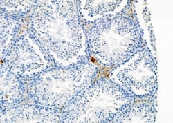 Invitrogen PLCH2 Polyclonal Antibody 100 &mu;L; Unconjugated:Antibodies,