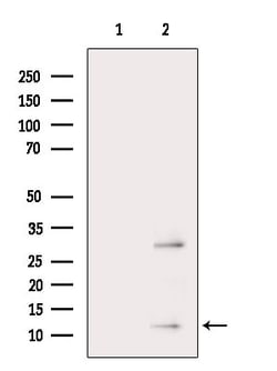 Invitrogen TIAF1 Polyclonal Antibody 100 &mu;L; Unconjugated:Antibodies,