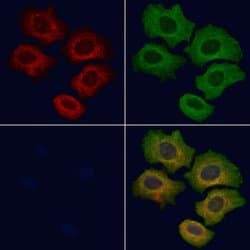Invitrogen Cyclin B2 Polyclonal Antibody 100 &mu;L; Unconjugated:Antibodies,