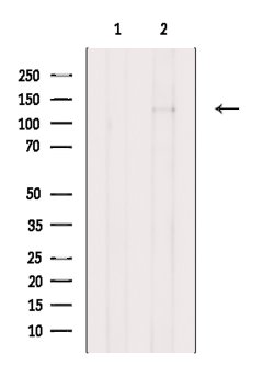 Invitrogen Laminin gamma-2 Polyclonal Antibody 100 &mu;L; Unconjugated:Antibodies,