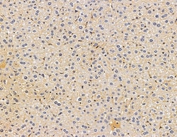 Invitrogen EDAR Polyclonal Antibody 100 &mu;L; Unconjugated:Antibodies,