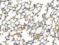 Invitrogen CENPK Polyclonal Antibody 100 &mu;L; Unconjugated:Antibodies,