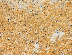 Invitrogen HUS1B Polyclonal Antibody 100 &mu;L; Unconjugated:Antibodies,