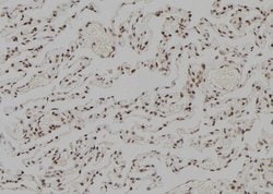 Invitrogen RFC5 Polyclonal Antibody 100 &mu;L; Unconjugated:Antibodies,