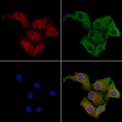 Invitrogen KappaB ras1 Polyclonal Antibody 100 &mu;L; Unconjugated:Antibodies,