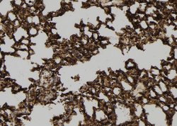 Invitrogen KappaB ras1 Polyclonal Antibody 100 &mu;L; Unconjugated:Antibodies,