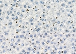 Invitrogen MYCNOS Polyclonal Antibody 100 &mu;L; Unconjugated:Antibodies,