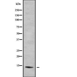 Invitrogen MYCNOS Polyclonal Antibody 100 &mu;L; Unconjugated:Antibodies,