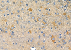 Invitrogen CREB3L4 Polyclonal Antibody 100 &mu;L; Unconjugated:Antibodies,
