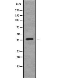 Invitrogen CREB3L4 Polyclonal Antibody 100 &mu;L; Unconjugated:Antibodies,