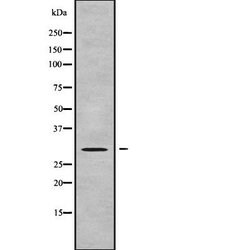Invitrogen GEMIN8 Polyclonal Antibody 100 &mu;L; Unconjugated:Antibodies,