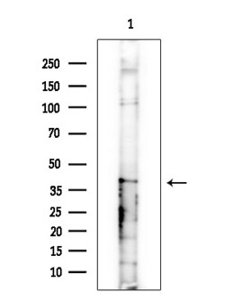 Invitrogen PSMD13 Polyclonal Antibody 100 &mu;L; Unconjugated:Antibodies,