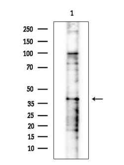 Invitrogen PSMD13 Polyclonal Antibody 100 &mu;L; Unconjugated:Antibodies,