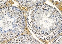 Invitrogen PSMD9 Polyclonal Antibody 100 &mu;L; Unconjugated:Antibodies,