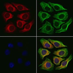 Invitrogen MRPS26 Polyclonal Antibody 100 &mu;L; Unconjugated:Antibodies,