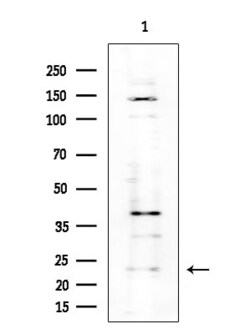 Invitrogen MRPS26 Polyclonal Antibody 100 &mu;L; Unconjugated:Antibodies,