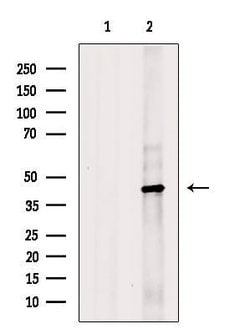 Invitrogen HSD3B1 Polyclonal Antibody 100 &mu;L; Unconjugated:Antibodies,