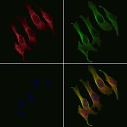 Invitrogen MRPL17 Polyclonal Antibody 100 &mu;L; Unconjugated:Antibodies,