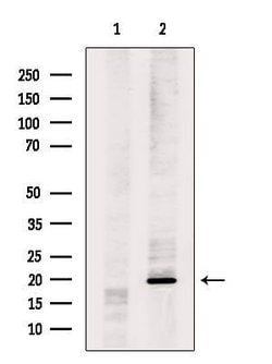 Invitrogen MRPL17 Polyclonal Antibody 100 &mu;L; Unconjugated:Antibodies,