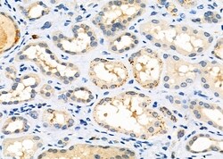 Invitrogen MRPL34 Polyclonal Antibody 100 &mu;L; Unconjugated:Antibodies,