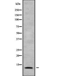 Invitrogen MRPL34 Polyclonal Antibody 100 &mu;L; Unconjugated:Antibodies,