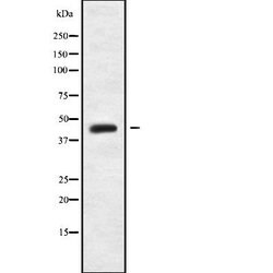Invitrogen MRPL38 Polyclonal Antibody 100 μL; Unconjugated:Antibodies,