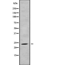 Invitrogen MRPL43 Polyclonal Antibody 100 &mu;L; Unconjugated:Antibodies,
