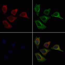 Invitrogen MRPL45 Polyclonal Antibody 100 &mu;L; Unconjugated:Antibodies,