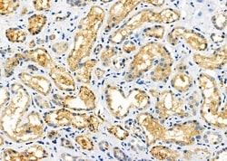 Invitrogen MRPL53 Polyclonal Antibody 100 &mu;L; Unconjugated:Antibodies,