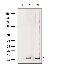 Invitrogen MRPL53 Polyclonal Antibody 100 &mu;L; Unconjugated:Antibodies,